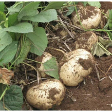 农家自产 新鲜凉薯白地瓜农家现挖时令蔬菜