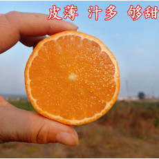 广西武鸣沃柑桔子贡柑当季水果橘子皇帝柑2/5/9斤